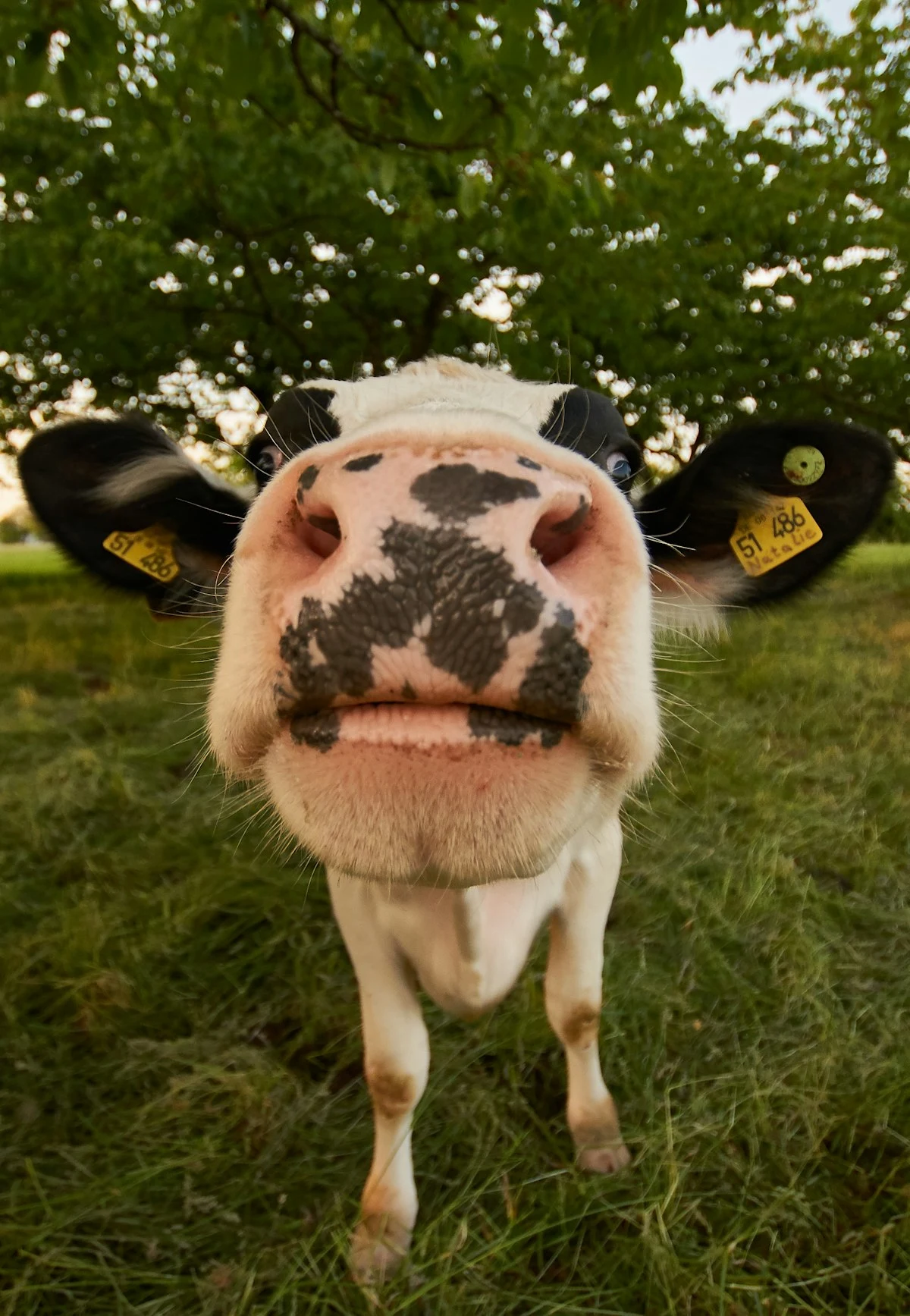 Why Indigenous Cows Deserve Lifelong Dignity Beyond Milk Yields